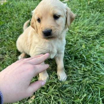 Na prodaju štenci labrador retrivera–vakcinisani i spremni za novi dom!