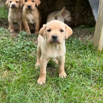 Na prodaju štenci labrador retrivera–vakcinisani i spremni za novi dom!