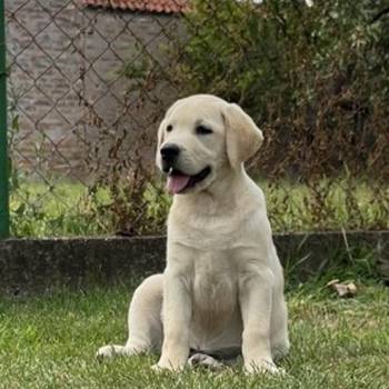 Labrador retriver ženkice