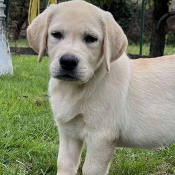 Labrador retriver ženkice