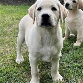 Labrador retriver ženkice