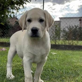 Labrador retriver ženkice