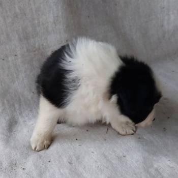 Border koli collie štenci