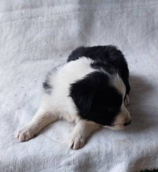 Border koli collie štenci