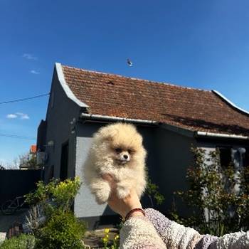 Pomeranac BOO medvedići, Pomeranski Špic štenci