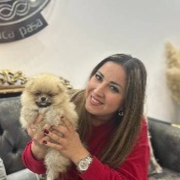 Pomeranac BOO medvedići, Pomeranski Špic štenci