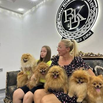 Pomeranac BOO medvedići, Pomeranski Špic štenci