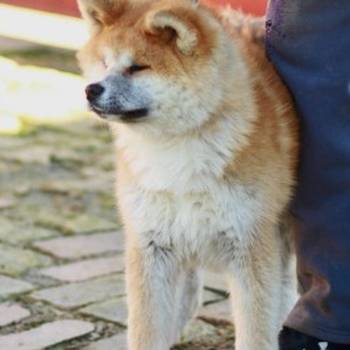 Akita Inu