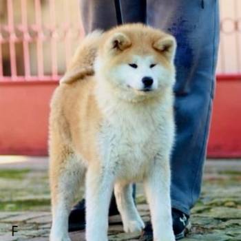 Akita Inu