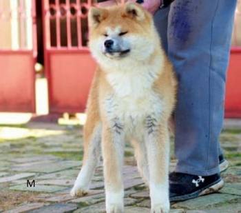 Akita Inu
