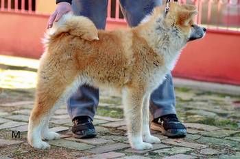 Akita Inu