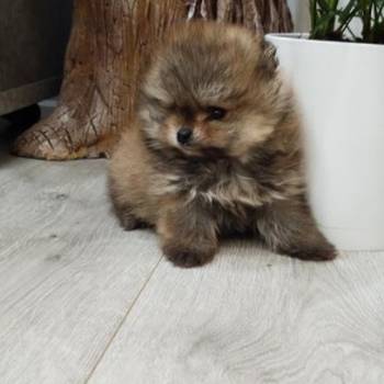 Prelepi Boo medvedici