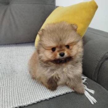 Prelepi Boo medvedici