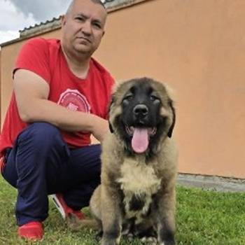 Kavkaski ovčar štenci