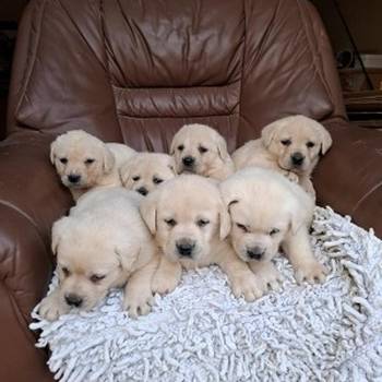 Labrador retriver štenci bele boje
