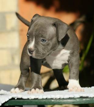 American bully (Američki buli)