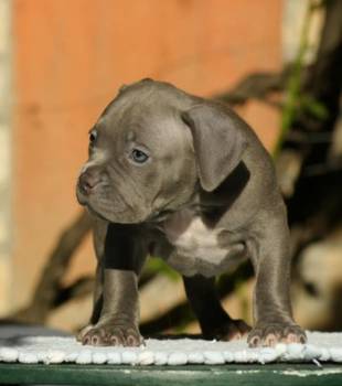 American bully (Američki buli)