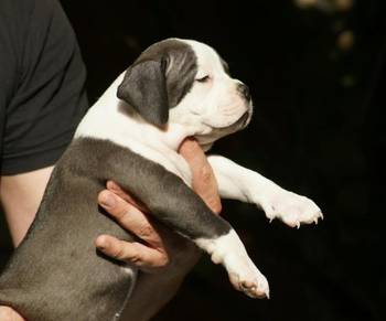American bully (Američki buli)