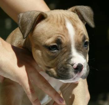American bully (Američki buli)