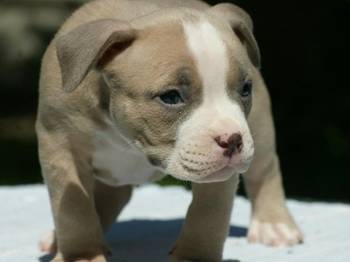 American bully (Američki buli)
