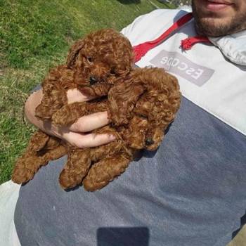 Teddy bear toy PUDLE