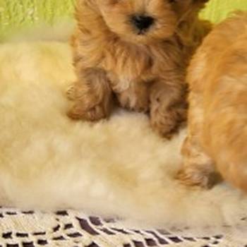 Mini Maltipoo štenci