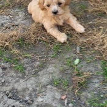 Mini Maltipoo štenci