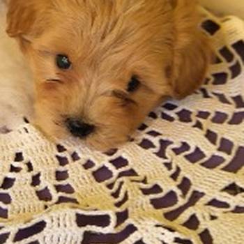 Mini Maltipoo štenci