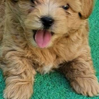 Mini Maltipoo štenci