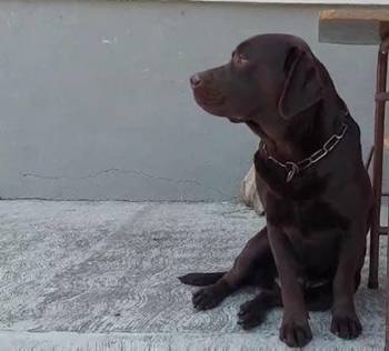 Labrador retriver