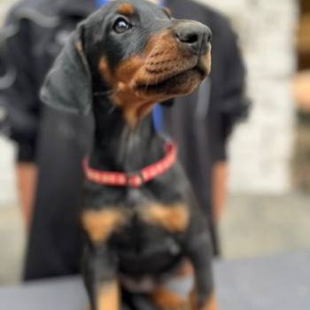 Prodaju se prelepi štenci dobermana, starosti 2 meseca