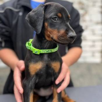 Prodaju se prelepi štenci dobermana, starosti 2 meseca