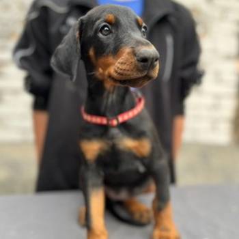 Prodaju se prelepi štenci dobermana, starosti 2 meseca