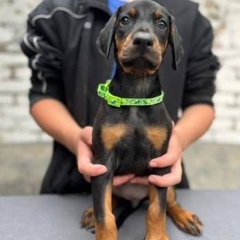 Prodaju se prelepi štenci dobermana, starosti 2 meseca