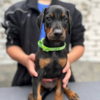 Prodaju se prelepi štenci dobermana, starosti 2 meseca