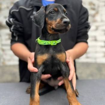 Prodaju se prelepi štenci dobermana, starosti 2 meseca