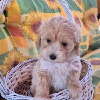Dostupni za preuzimanje maltipoo