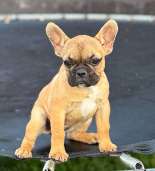 Francuski Buldog