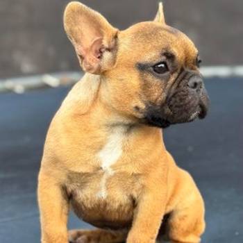 Francuski Buldog