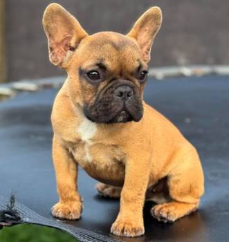 Francuski Buldog