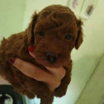 Crvena toy pudla