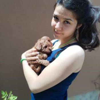 Crvena toy pudla