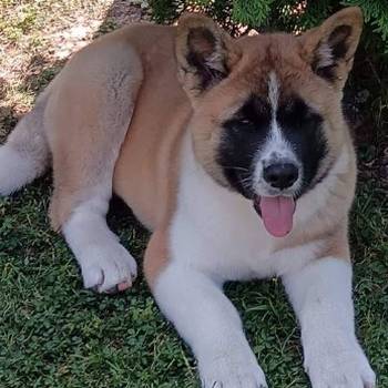 Američka Akita, žensko štene
