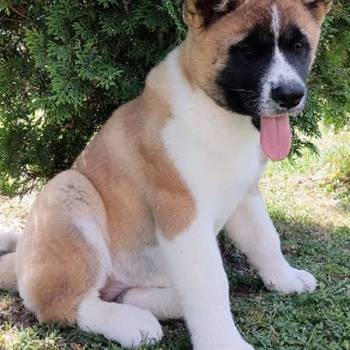 Američka Akita, žensko štene