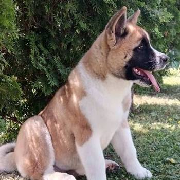 Američka Akita, žensko štene