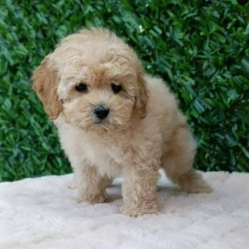 Maltipoo štenci – savršeni kućni ljubimci!