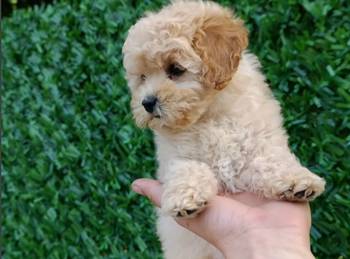 Maltipoo štenci – savršeni kućni ljubimci!