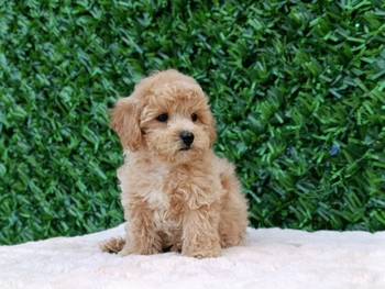 Maltipoo štenci – savršeni kućni ljubimci!