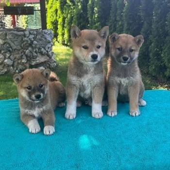Shiba inu (šiba inu) štenci