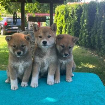 Shiba inu (šiba inu) štenci